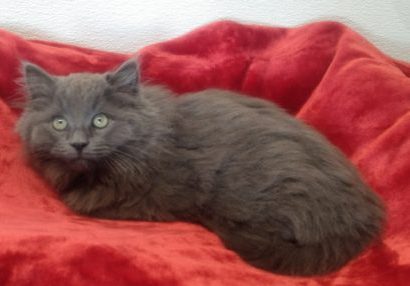 A gray cat sleeping on his red bed